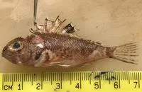 Little gurnard perch (Maxillicosta scabriceps)