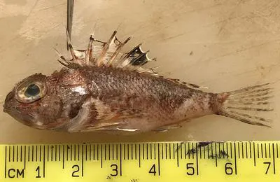 Little gurnard perch (Maxillicosta scabriceps)