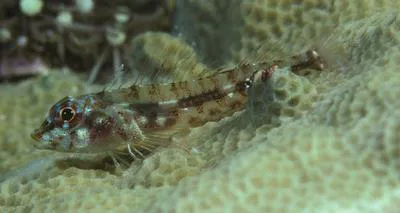 Little hooded triplefin (Helcogramma chica)