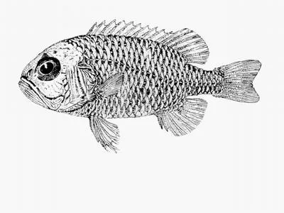 Little pineapple fish (Sorosichthys ananassa)