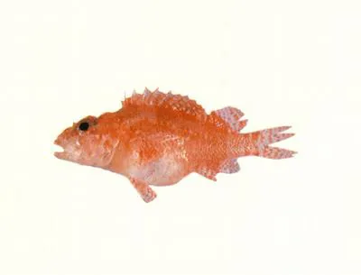 Little scorpionfish (Scorpaenodes smithi)