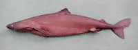 Little sleeper shark (Somniosus rostratus)