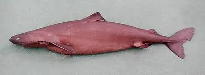 Little sleeper shark (Somniosus rostratus)