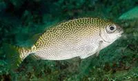 Little spinefoot (Siganus spinus)