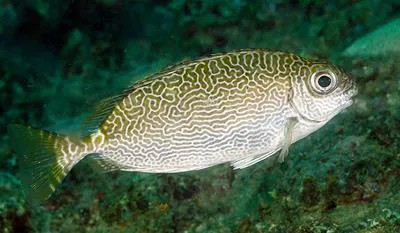 Little spinefoot (Siganus spinus)