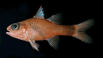Little tailband cardinalfish (Apogon caudicinctus)