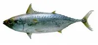 Little tunny (Euthynnus alletteratus)