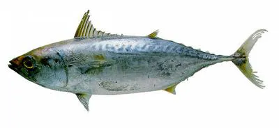 Little tunny (Euthynnus alletteratus)