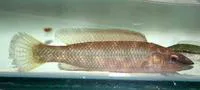 Little weed whiting (Neoodax balteatus)