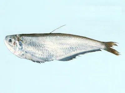 Littlefin anchovy (Papuengraulis micropinna)