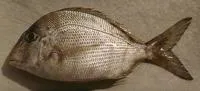 Littlehead porgy (Calamus proridens)