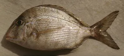 Littlehead porgy (Calamus proridens)