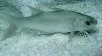 Littlescale threadfin (Polydactylus oligodon)
