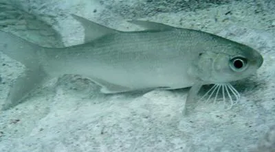Littlescale threadfin (Polydactylus oligodon)