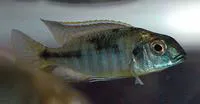 Littletooth sandeater (Lethrinops microstoma)