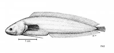 Littoral cusk (Monothrix polylepis)