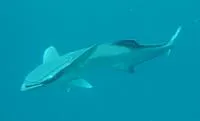 Live sharksucker (Echeneis naucrates)