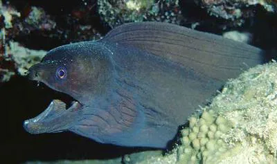 Liver-colored moray eel (Gymnothorax hepaticus)
