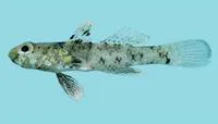 Lizard cabillus (Cabillus lacertops)