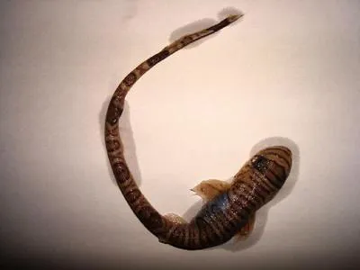 Lizard catshark (Schroederichthys saurisqualus)