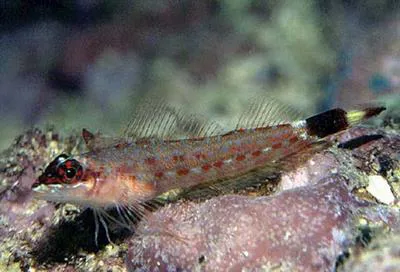 Lizard triplefin (Crocodilichthys gracilis)