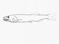 Lloyd's slickhead (Narcetes lloydi)