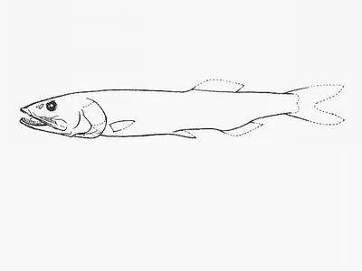 Lloyd's slickhead (Narcetes lloydi)