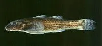 Loach goby (Rhyacichthys aspro)