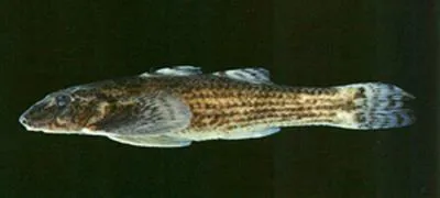 Loach goby (Rhyacichthys aspro)