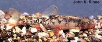 Loach minnow (Rhinichthys cobitis)