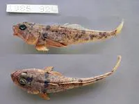 Lobe-lip notothen (Gobionotothen marionensis)