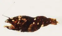 Lobed dreamer (Dolopichthys pullatus)
