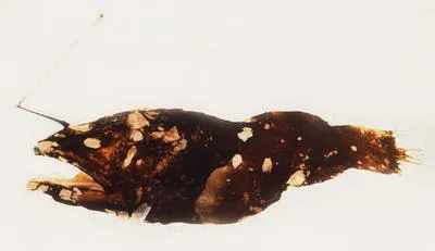 Lobed dreamer (Dolopichthys pullatus)