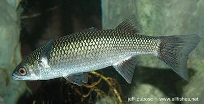 Lobed river mullet (Cestraeus plicatilis)