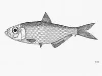 Lobejaw ilisha (Ilisha sirishai)