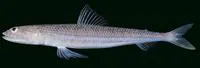 Lobel's lizardfish (Synodus lobeli)