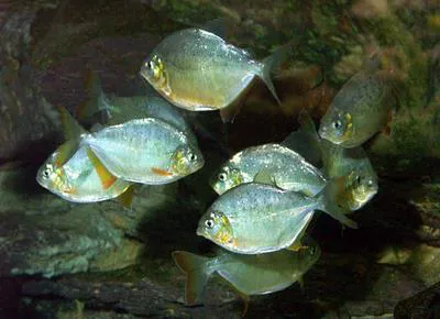 Lobetoothed piranha (Pygopristis denticulata)