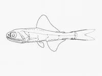 Lobisomem (Notoscopelus caudispinosus)