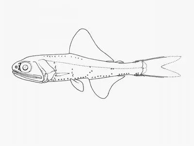 Lobisomem (Notoscopelus caudispinosus)