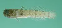 Locusthead (Hetereleotris tentaculata)