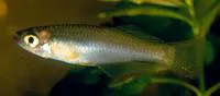Loeme lampeye (Plataplochilus loemensis)