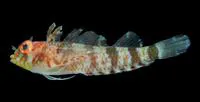 Lofty triplefin (Enneanectes altivelis)
