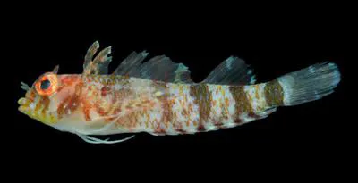 Lofty triplefin (Enneanectes altivelis)