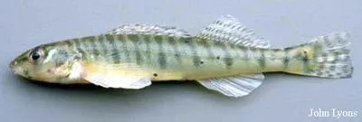 Logperch (Percina caprodes)