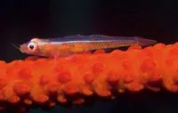 Loki whip-goby (Bryaninops loki)