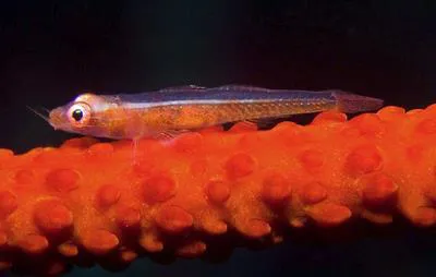 Loki whip-goby (Bryaninops loki)