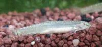 Loktak loach (Lepidocephalichthys irrorata)