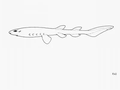 Lollipop catshark (Cephalurus cephalus)