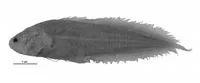 Lonely coralbrotula (Diancistrus eremitus)