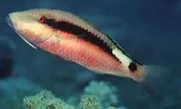 Long-barbel goatfish (Parupeneus macronemus)